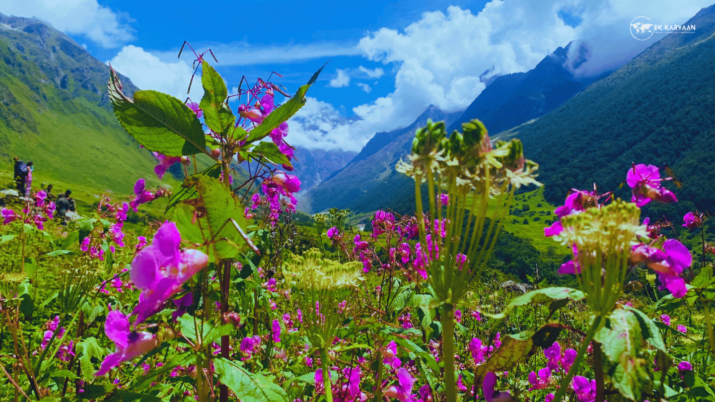 valley of flowers