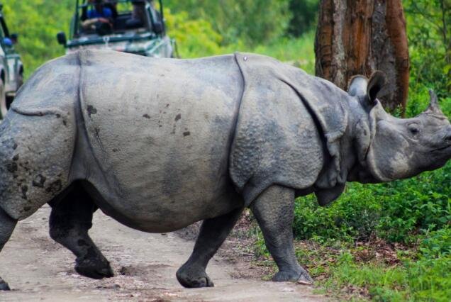 Kaziranga_ekkarvaan