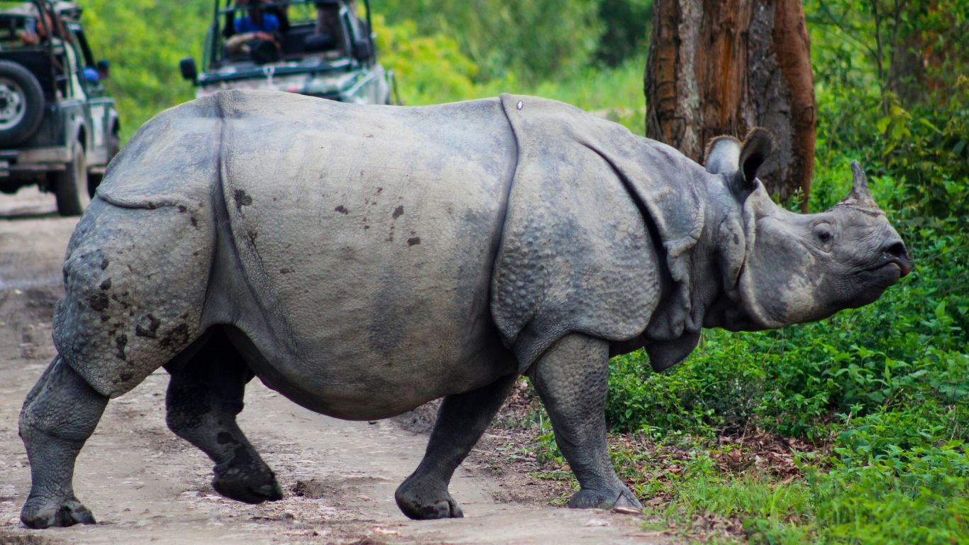 Kaziranga_ekkarvaan